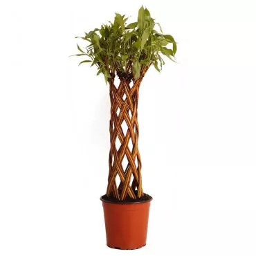 Pleteni vrba (Salix alba × purpurea) u tegli 4 L