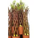 Pleteni vrba (Salix alba × purpurea) u tegli 4 L