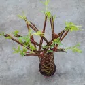 Pleteni vrba (Salix alba × purpurea) u tegli 4 L