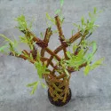 Pleteni vrba (Salix alba × purpurea) u tegli 4 L
