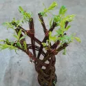 Pleteni vrba (Salix alba × purpurea) u tegli 4 L