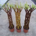 Pleteni vrba (Salix alba × purpurea) u tegli 4 L