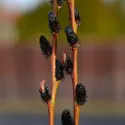 Crna vrba (Salix gracilistyla) Melanostachys