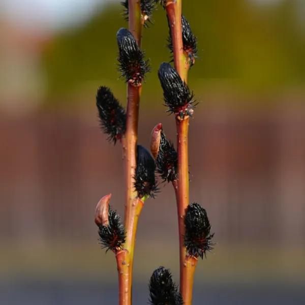 Crna vrba (Salix gracilistyla) Melanostachys