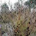 Crna vrba (Salix gracilistyla) Melanostachys