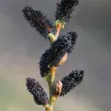 Crna vrba (Salix gracilistyla) Melanostachys