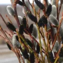 Crna vrba (Salix gracilistyla) Melanostachys