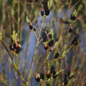 Crna vrba (Salix gracilistyla) Melanostachys