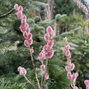 Roza vrba (Salix gracilistyla) Mount Aso