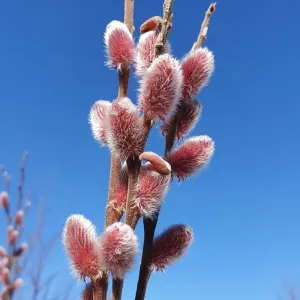 Roza vrba (Salix gracilistyla) Mount Aso