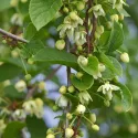 Kineska šisandra (Schisandra chinensis)