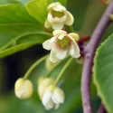 Kineska šisandra (Schisandra chinensis)