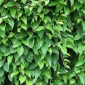 Kineska šisandra (Schisandra chinensis)