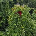 Kineska šisandra (Schisandra chinensis)