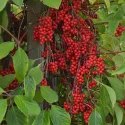 Kineska šisandra (Schisandra chinensis)