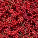 Kineska šisandra (Schisandra chinensis)