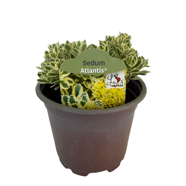 Žednjak Atlantis (Sedum)