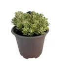 Žednjak Atlantis (Sedum)