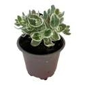 Žednjak La vie en rose (Sedum)