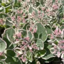 Žednjak La vie en rose (Sedum)