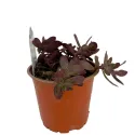 Žednjak SunSparkler Firecracker (Sedum)