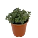 Žednjak SunSparkler Lime Zinger (Sedum)