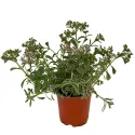 Trobojni žednjak Tricolor (Sedum)
