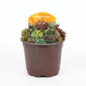 Mješavina čuvarkuća (Sempervivum)