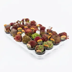 Mješavina čuvarkuća (Sempervivum)