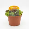 Mješavina čuvarkuća (Sempervivum)