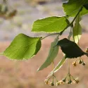 Malolisna lipa (Tilia cordata) u tegli 2 l