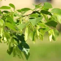 Malolisna lipa (Tilia cordata) u tegli 2 l
