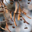 Malolisna lipa (Tilia cordata) u tegli 2 l