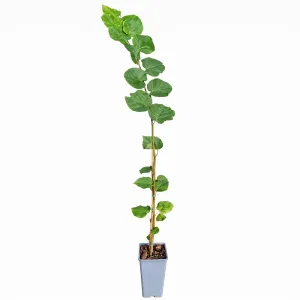 Malolisna lipa (Tilia cordata) u tegli 2 l
