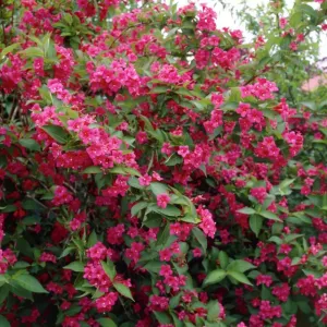 Ružičasta vajgela Bristol Ruby (Weigela florida)