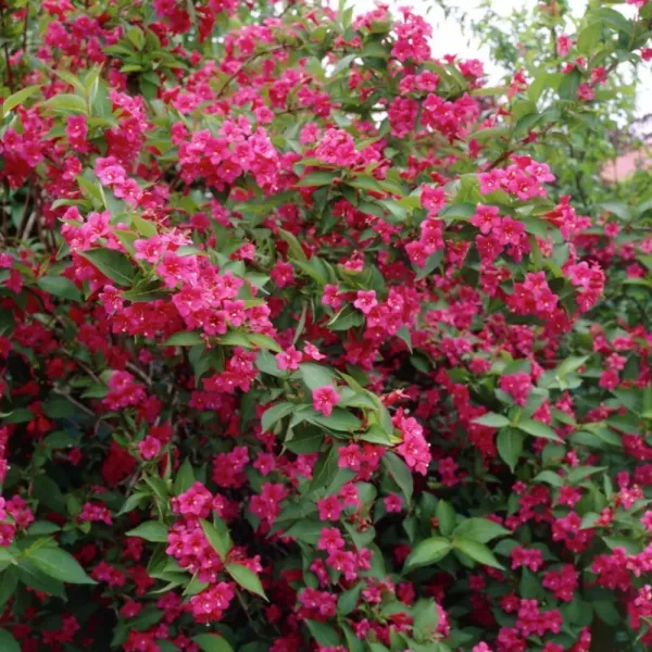 Ružičasta vajgela Bristol Ruby (Weigela florida)
