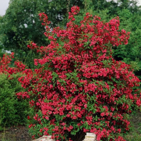 Crvena vajgela Red Prince (Weigela)