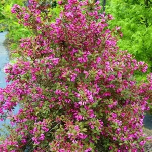 Ružičasta vajgela Victoria (Weigela)