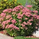 Žednjak Herbstfreude (Sedum)