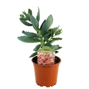 Žednjak Herbstfreude (Sedum)