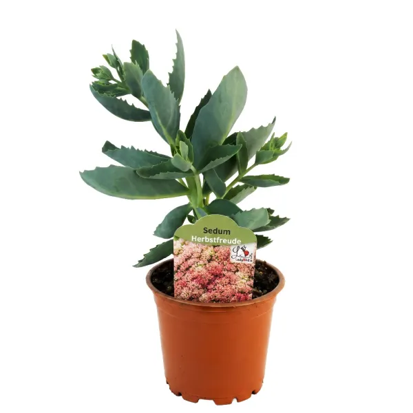 Žednjak Herbstfreude (Sedum)