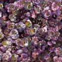 Žednjak Purple Winter (Sedum)