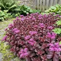 Žednjak Purple Winter (Sedum)
