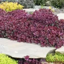 Žednjak SunSparkler Firecracker (Sedum)