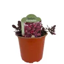 Žednjak SunSparkler Firecracker (Sedum)