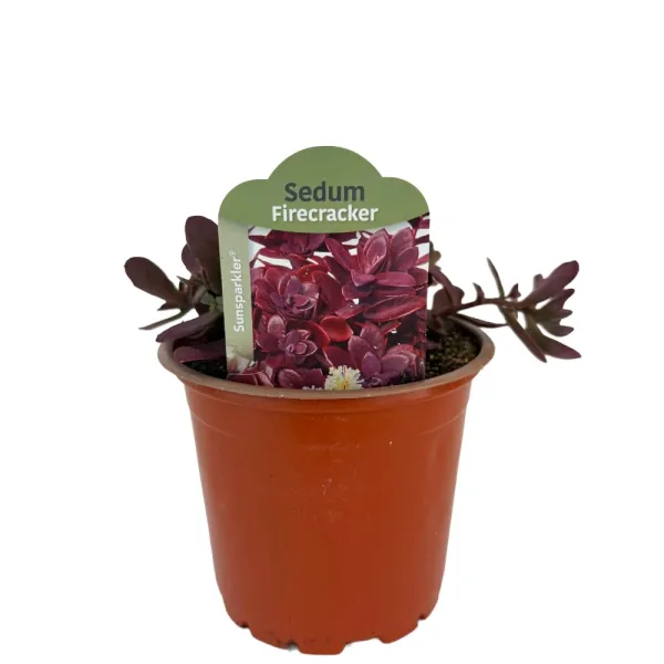 Žednjak SunSparkler Firecracker (Sedum)