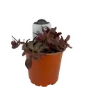 Žednjak SunSparkler Firecracker (Sedum)