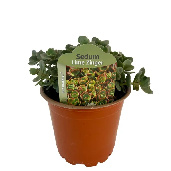 Žednjak SunSparkler Lime Zinger (Sedum)