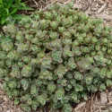 Žednjak SunSparkler Lime Zinger (Sedum)