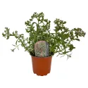 Trobojni žednjak Tricolor (Sedum)